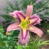 Hemerocallis (Daylily) 'Ocean Spirit' -Garden Bloomy Shop x600 34049