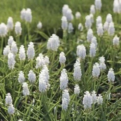 Muscari Botryoides 'Album' -Garden Bloomy Shop x600 34059