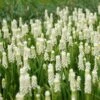 Muscari Botryoides 'Album' -Garden Bloomy Shop x600 34060