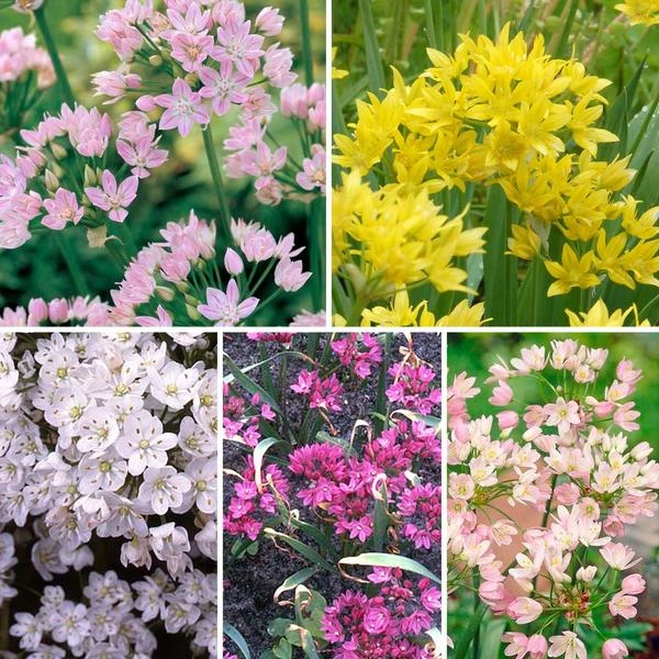 A Big Mix Of Little Alliums 3 A Big Mix Of Little Alliums