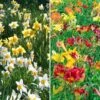 Collaboration For Sun For The North - Daffodils & Daylilies 2 Collaboration For Sun For The North - Daffodils & Daylilies -Garden Bloomy Shop x600 34073
