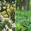 Collaboration For Part Shade For The South - Daffodils & Hosta -Garden Bloomy Shop x600 34078