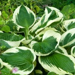 Hosta 'Patriot' -Garden Bloomy Shop x600 34143