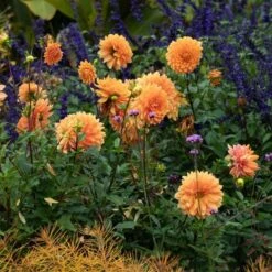 Dahlia 'Renato Tosio' 8 Dahlia 'Renato Tosio' -Garden Bloomy Shop x600 34150