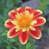 Dahlia 'Pooh' -Garden Bloomy Shop x600 34201