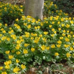 Eranthis Hyemalis -Garden Bloomy Shop x600 34320