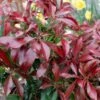Pieris Japonica 'Katsura' -Garden Bloomy Shop x600 34346