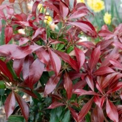Pieris Japonica 'Katsura'