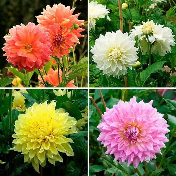 Dinnerplate Dahlia Collection 4 Tubers 3 Dinnerplate Dahlia Collection 4 Tubers