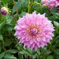 Dinnerplate Dahlia Collection 4 Tubers 11 Dinnerplate Dahlia Collection 4 Tubers -Garden Bloomy Shop x600 34381