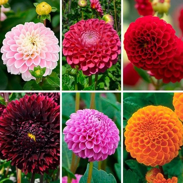 Having A Ball Dahlia Collection 4 Having A Ball Dahlia Collection - Image 2