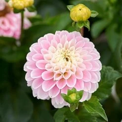 Having A Ball Dahlia Collection 12 Having A Ball Dahlia Collection -Garden Bloomy Shop x600 34383