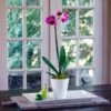 Pink Moth Orchid In 5" White Ceramic Cachepot -Garden Bloomy Shop x600 34434