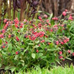 Pulmonaria 'Shrimps On The Barbie' -Garden Bloomy Shop x600 34449