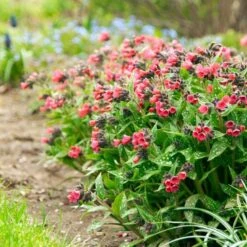 Pulmonaria 'Shrimps On The Barbie' -Garden Bloomy Shop x600 34451