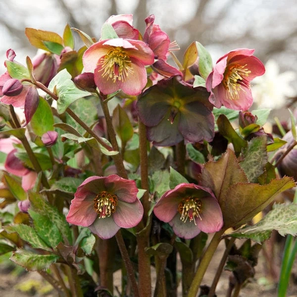 Helleborus Frostkiss® Penny's Pink 6 Helleborus Frostkiss® Penny's Pink - Image 4
