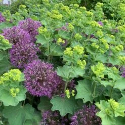 Alchemilla Mollis 13 Alchemilla Mollis -Garden Bloomy Shop x600 34461
