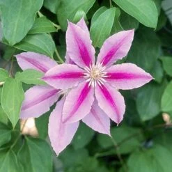 Clematis 'Bees' Jubilee' -Garden Bloomy Shop x600 34465