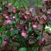Helleborus Frostkiss® Pippa's Purple 2 Helleborus Frostkiss® Pippa's Purple -Garden Bloomy Shop x600 34469