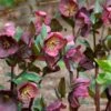 Helleborus Frostkiss® Penny's Pink 2 Helleborus Frostkiss® Penny's Pink -Garden Bloomy Shop x600 34470