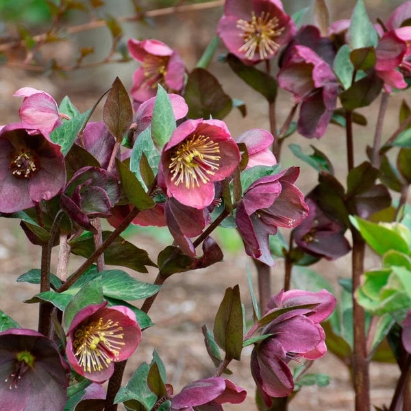 Helleborus Frostkiss® Penny's Pink 3 Helleborus Frostkiss® Penny's Pink
