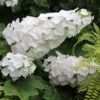 Hydrangea Quercifolia Gatsby Gal® -Garden Bloomy Shop x600 34476