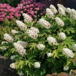 Hydrangea Quercifolia Gatsby Gal® -Garden Bloomy Shop x600 34478