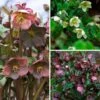 Snow Chaser Hellebore Trio -Garden Bloomy Shop x600 34480