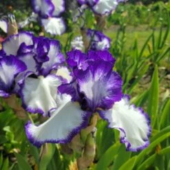Iris Germanica 'Presby's Crown Jewel' - Reblooming