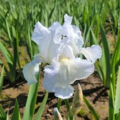 Iris Germanica 'Immortality' - Reblooming -Garden Bloomy Shop x600 34558
