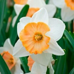 Narcissus 'Chromacolor' -Garden Bloomy Shop x600 34641