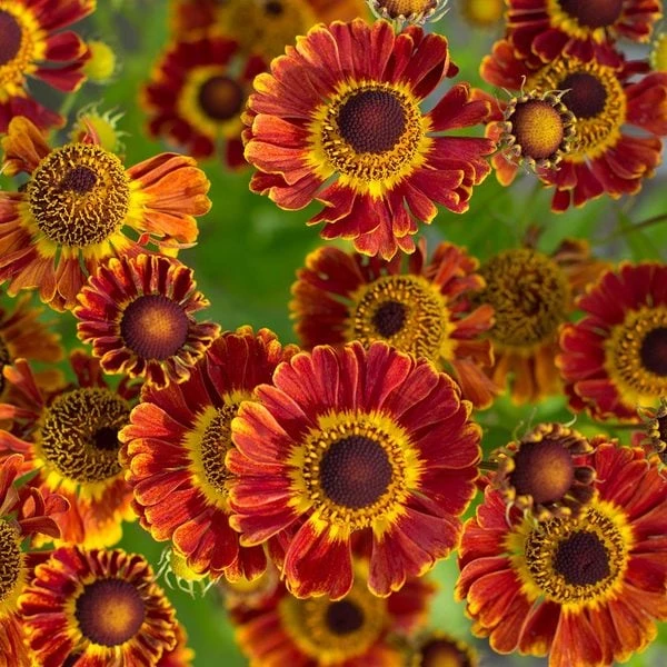 Season's Farewell Collection 6 Season's Farewell Collection - Image 4