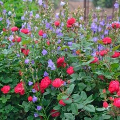 Campanula Persicifolia 'Telham Beauty' 10 Campanula Persicifolia 'Telham Beauty' -Garden Bloomy Shop x600 34788