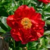 Peony 'Mackinac Grand' 2 Peony 'Mackinac Grand' -Garden Bloomy Shop x600 34800
