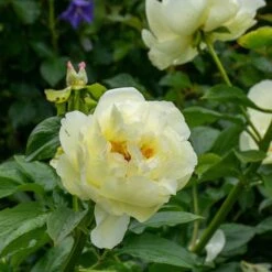 Peony 'Lemon Chiffon' -Garden Bloomy Shop x600 34840