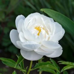 Peony 'Moonstone' -Garden Bloomy Shop x600 34843