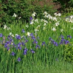 Wings Over Water Siberian Iris Collection -Garden Bloomy Shop x600 34844