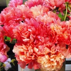 Peony 'Lorelei' -Garden Bloomy Shop x600 34847