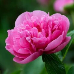 Peony 'Carnation Bouquet' -Garden Bloomy Shop x600 34863