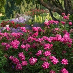 Rose Pink Double Knock Out® -Garden Bloomy Shop x600 34869