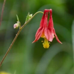 Aquilegia Canadensis 11 Aquilegia Canadensis -Garden Bloomy Shop x600 34872