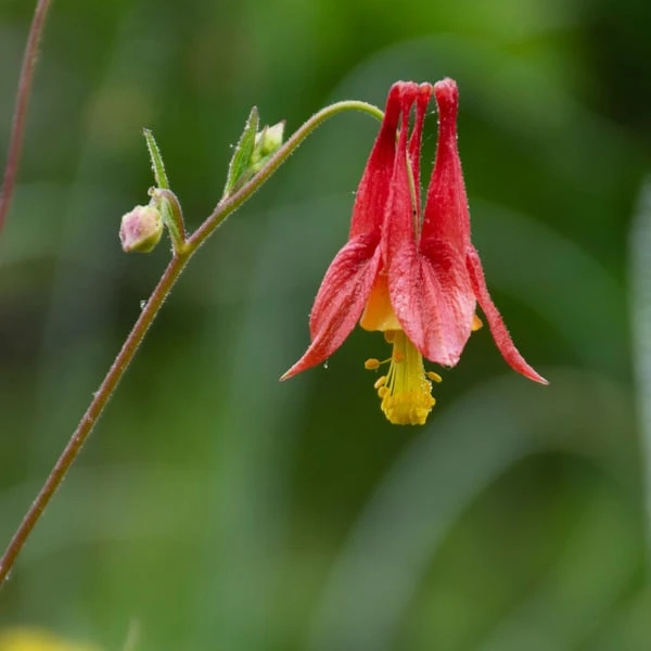 Aquilegia Canadensis 5 Aquilegia Canadensis - Image 3
