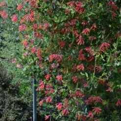 Lonicera Sempervirens 'Major Wheeler' 9 Lonicera Sempervirens 'Major Wheeler' -Garden Bloomy Shop x600 34882