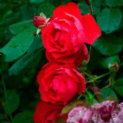 Rose Oso Easy® Double Red -Garden Bloomy Shop x600 34892