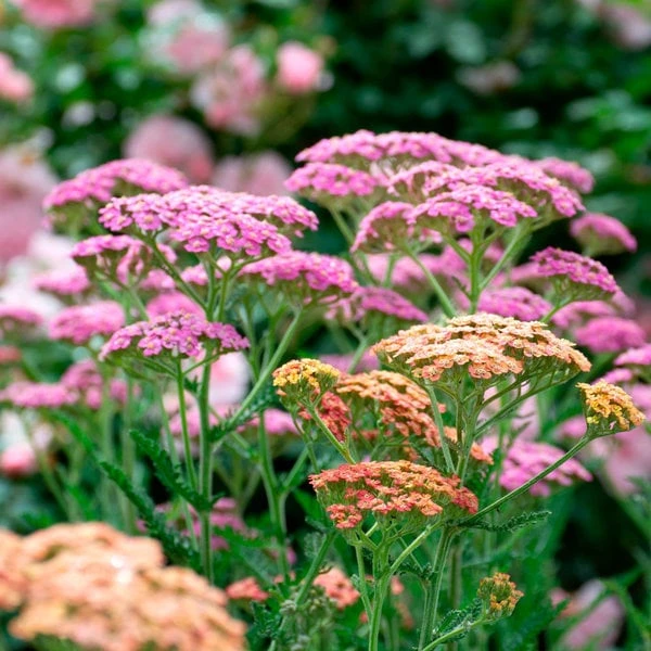 Achillea Millefolium Colorado Mix 4 Achillea Millefolium Colorado Mix - Image 2