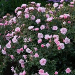 Rose Bonica® -Garden Bloomy Shop x600 34909