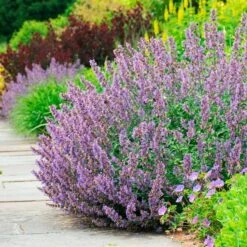 Nepeta 'Walker's Low' -Garden Bloomy Shop x600 34910