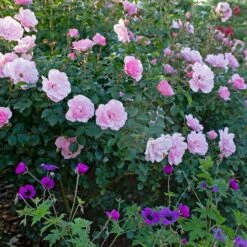 Rose Bonica® -Garden Bloomy Shop x600 34913