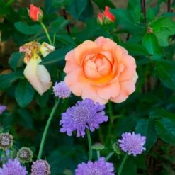 Rose At Last® -Garden Bloomy Shop x600 34916