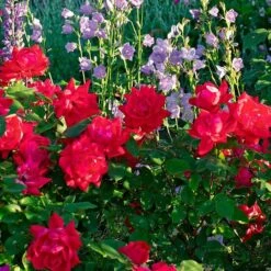 Rose Double Knock Out® -Garden Bloomy Shop x600 34918